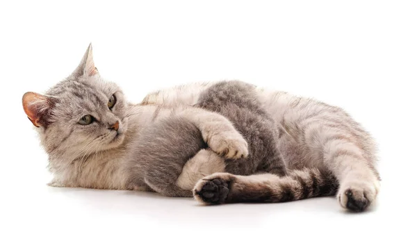 Cat Feeds Kitten Isolated White Background — Stock Photo, Image