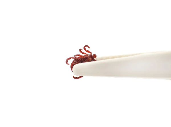 One Tick Clamped Tweezers Isolated White Background — Stock Photo, Image