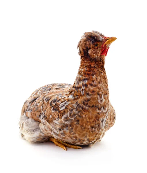 Young Brown Chicken Isolated White Background — Stock Photo, Image