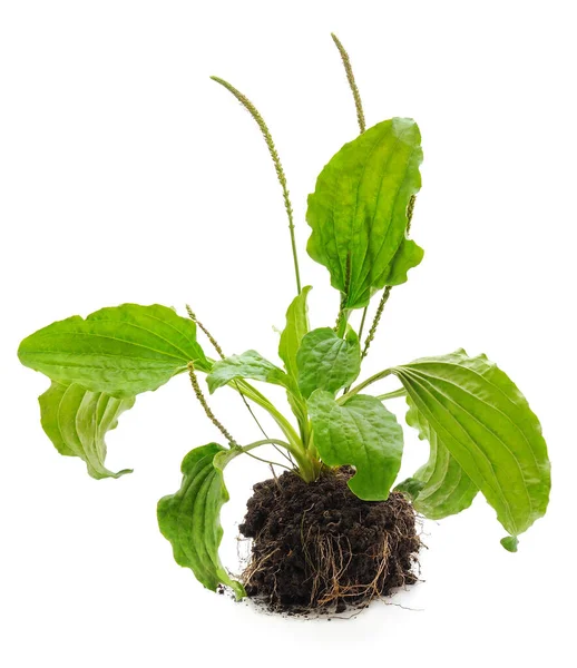 Green Leaf Plantain Isolated White Background — Stock Photo, Image