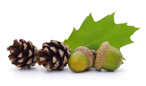 Ghiande Coni Una Foglia Verde Isolata Sfondo Bianco — Foto Stock