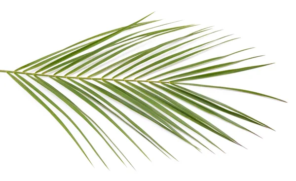 Bir eğreltiotu yaprağı beyaz arka planda izole edilmiş..