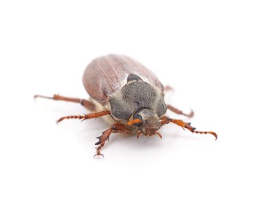 Bir kahverengi böcek beyaz arka planda izole edilmiş..