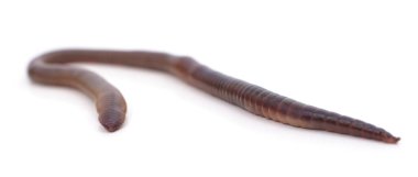 Beyaz arka planda izole edilmiş kaygan bir solucan..