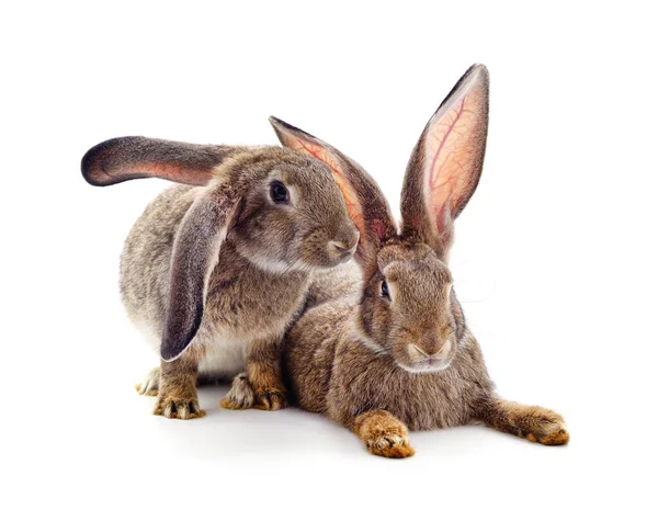 Два Красивих Кролика Ізольовані Білому Тлі — стокове фото
