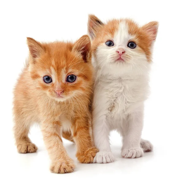 Dois Gatinhos Vermelhos Isolados Fundo Branco — Fotografia de Stock