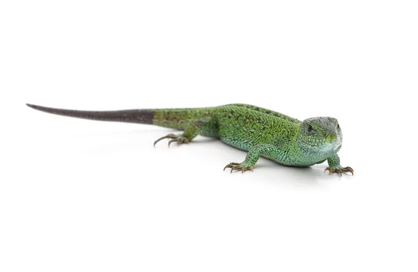 One Green Lizard Isolated White Background — Stock Photo, Image