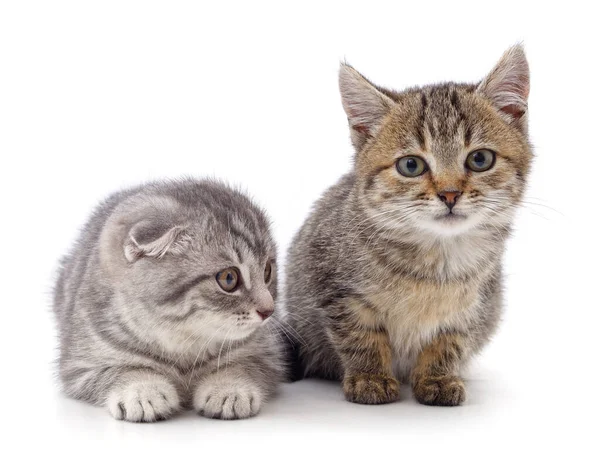 Dos Gatos Pequeños Aislados Sobre Fondo Blanco — Foto de Stock