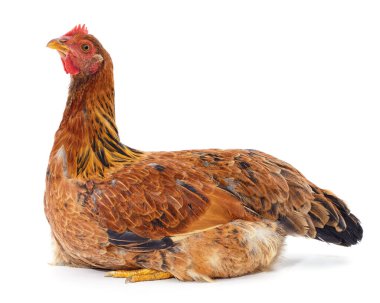 Beyaz arka planda izole edilmiş bir kırmızı tavuk..