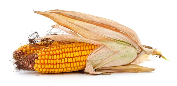 Suchá Hlava Kukuřice Izolované Bílém Pozadí — Stock fotografie