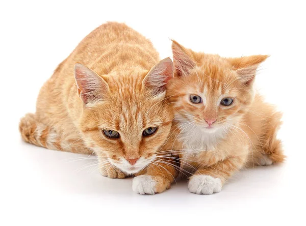 Rote Katze Und Kätzchen Isoliert Auf Weißem Hintergrund — Stockfoto