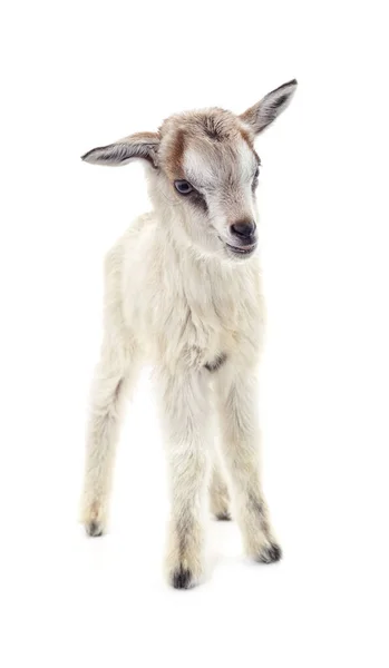 One White Little Goat Isolated White Background — Fotografia de Stock