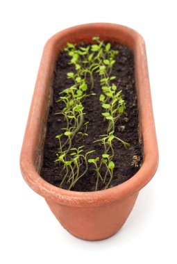 Beyaz bir arka planda izole bir tencerede yerden filizlenen Physalis..