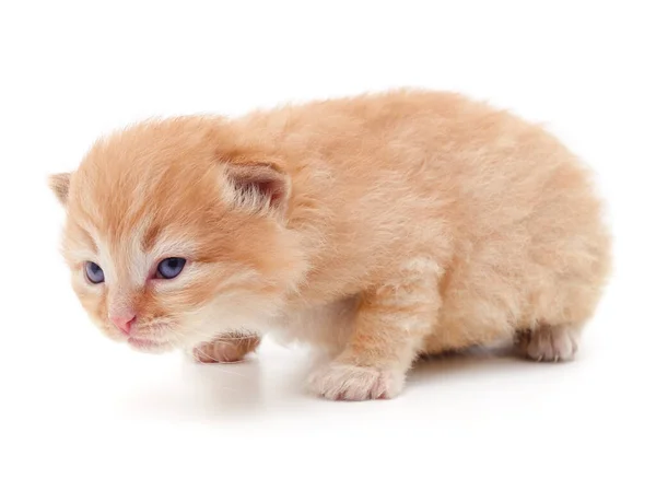 Beautiful Red Kitten Isolated White Background — Stock Photo, Image