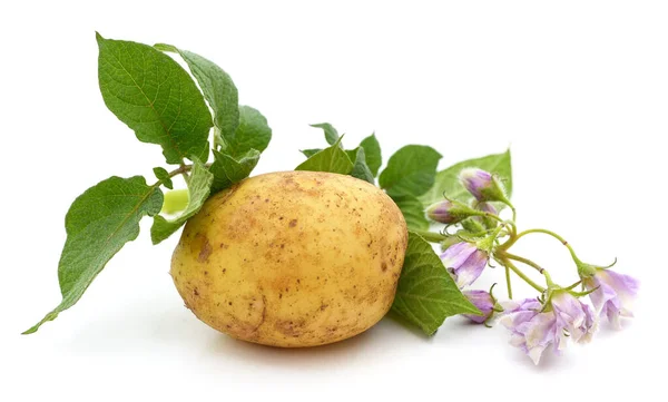 Картофель Цветами Листьями Белом Фоне — стоковое фото