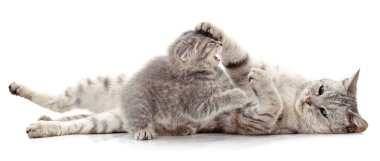 Gri kedi ve kedi yavrusu beyaz arka planda izole edilmiş..