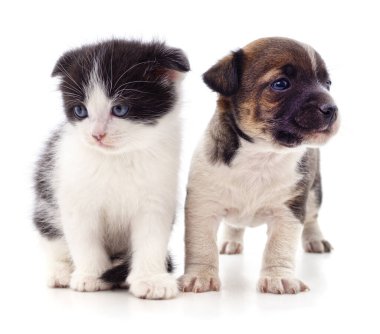 Yavru kedi ve köpek beyaz bir arkaplanda izole edilmiş..