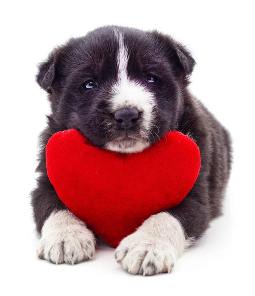 Filhote Cachorro Coração Isolado Fundo Branco — Fotografia de Stock