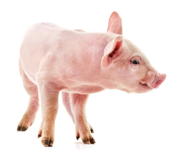 Little Pink Pig Isolated White Background — Stock Photo, Image