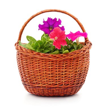 Beyaz arka planda izole edilmiş bir sepette çiçek açan petunya..