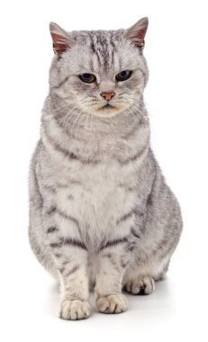 Gri güzel kedi beyaz arka planda izole edilmiş..