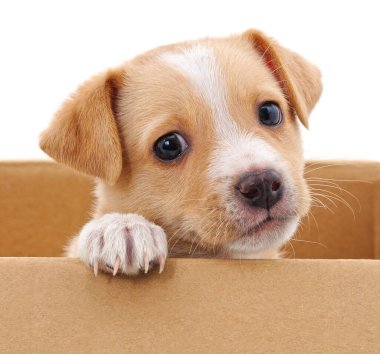 Beyaz arka planda izole bir kutuda kahverengi köpek yavrusu.
