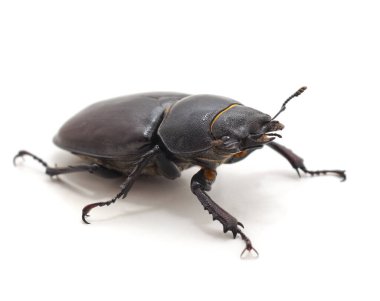 Black stag beetle isolated on a white background. clipart