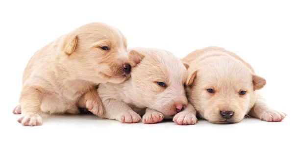 Tres Hermosos Cachorros Blancos Aislados Sobre Fondo Blanco — Foto de Stock