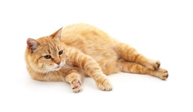 Beyaz bir arka plan üzerinde izole bir hamile kedi.