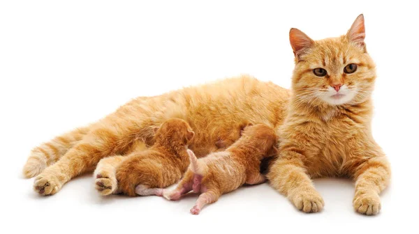 Gato Con Gatitos Aislados Sobre Fondo Blanco — Foto de Stock