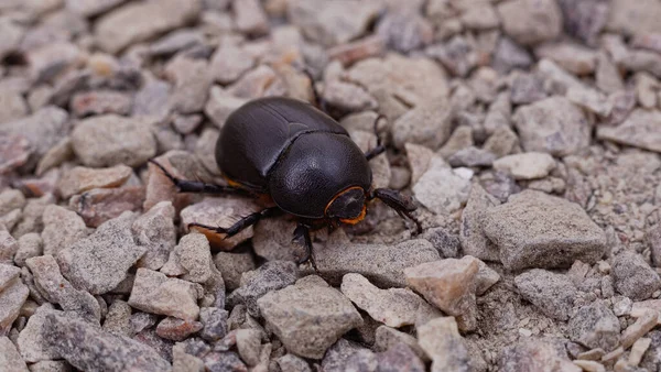 Uno Scarabeo Nero Mucchio Ghiaia Fine — Foto Stock