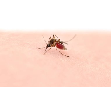 One mosquito with blood on the skin isolated on a white background.