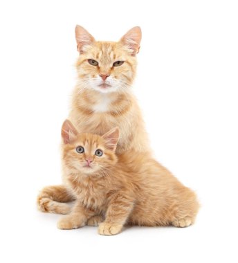 Beyaz arka planda kedisi olan anne kedi izole edilmiş..