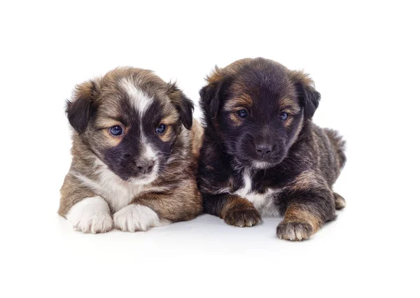 Twee Kleine Puppy Geïsoleerd Een Witte Achtergrond — Stockfoto