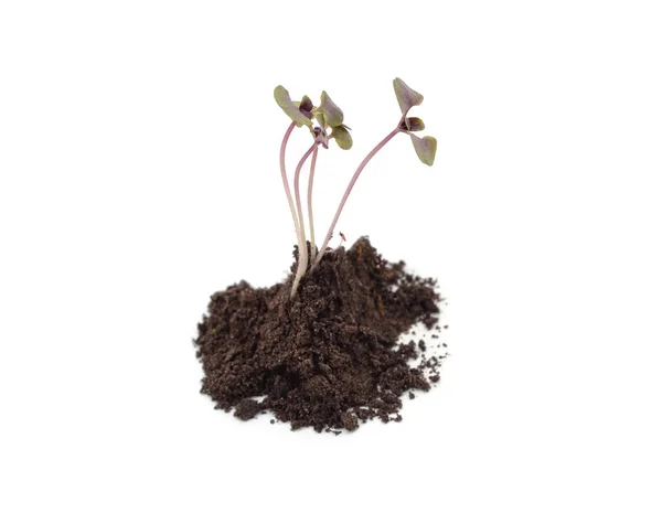 Young Sprout Basil Pile Soil Isolated White Background — Zdjęcie stockowe