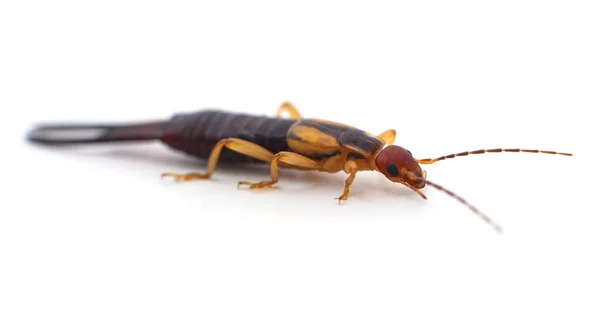 One Small Earwig Isolated White Background — ストック写真