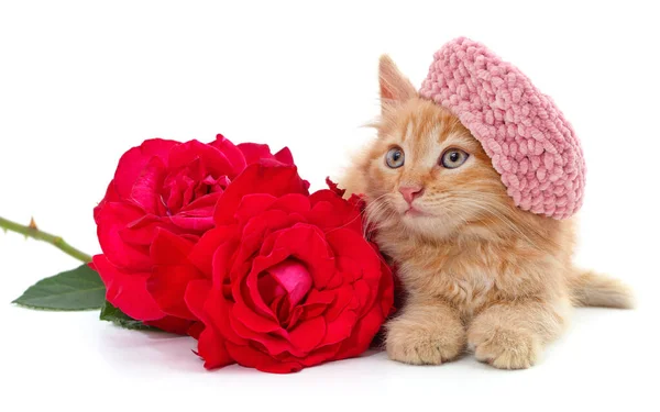 Gato Uma Boina Rosa Com Rosas Vermelhas Isoladas Fundo Branco — Fotografia de Stock