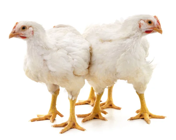 Two white chickens isolated on white background.