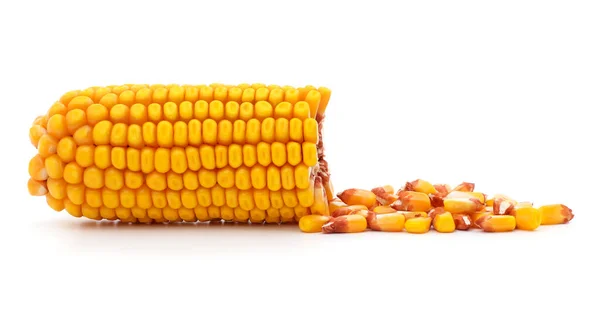 One Cob Corn Grain Isolated White Background — Stock Photo, Image