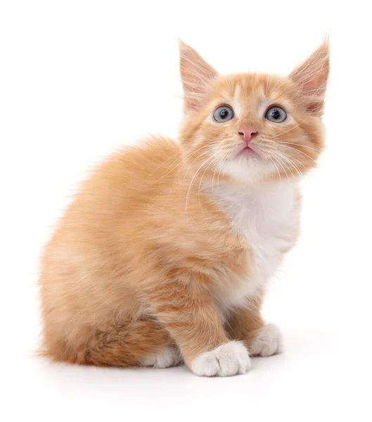 Beautiful Red Kitten Isolated White Background — Stock Photo, Image