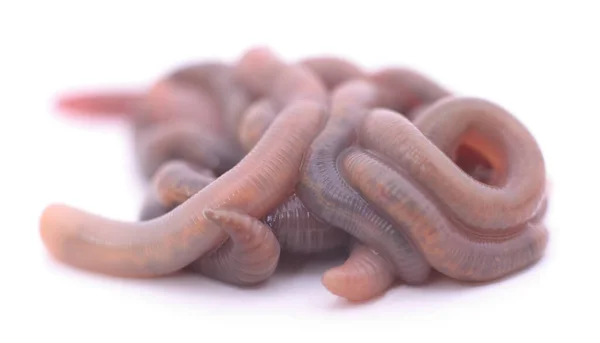 Pile Earthworms Isolated White Background — Stock Photo, Image