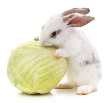 Tavşan ve lahana beyaz bir arka plan üzerinde izole.
