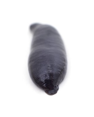 Beyaz arka planda izole edilmiş büyük siyah bir sülük..