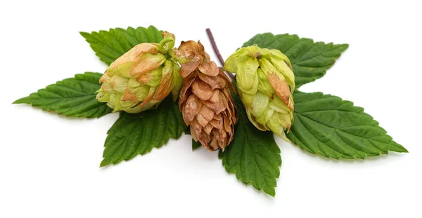 Grüner Und Trockener Hopfen Isoliert Auf Weißem Hintergrund — Stockfoto