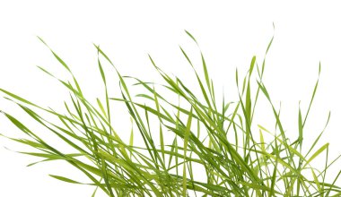 Green sprouts of green wheat isolated on a white background.