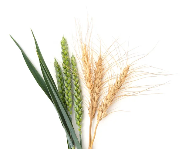 Yellow Green Ears Wheat Isolated White Background — Foto Stock