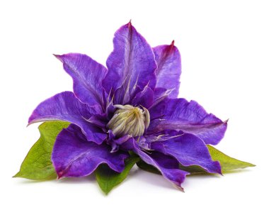 Mor klematis ve yapraklar beyaz arkaplanda izole edilmiş..