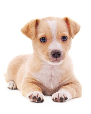 Kahverengi güzel köpek yavrusu beyaz arka planda izole edilmiş..