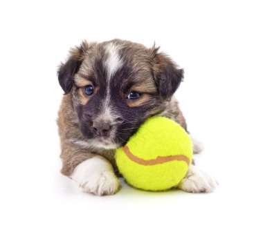 Beyaz bir arka plan üzerinde izole topu ile küçük köpek yavrusu.