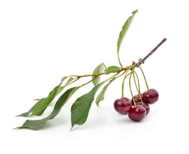 Cherries on a branch  isolated on a white background.